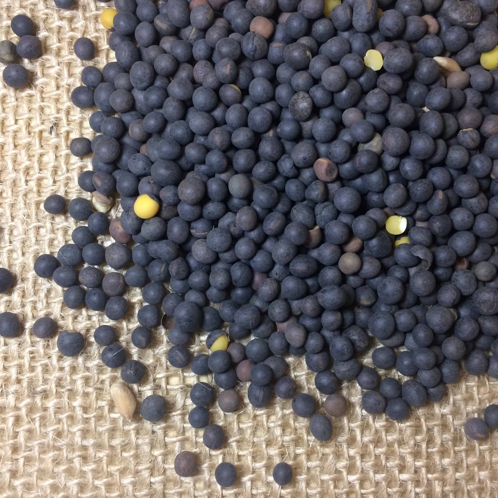 HAIRY VETCH SEED | Douglass King Seeds
